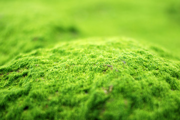 Green ocean plants macro view