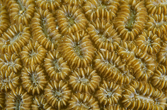 Elliptical Star Coral(Dichoconia stokesii) polyp detail