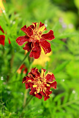 Two Tagetes flowers