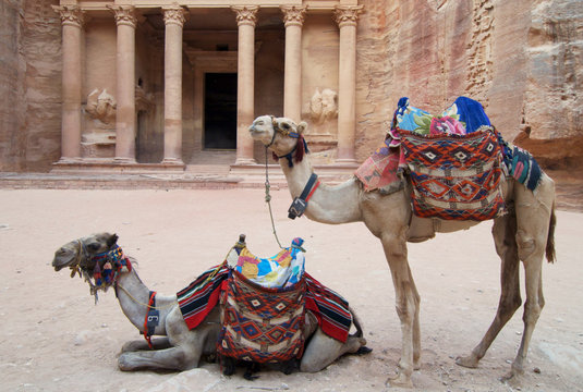 Camels At Petra