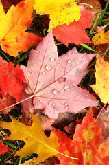 Close-up of a Colorful Maple Leaves