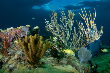 Fototapeta na wymiar Coral Reef Skład