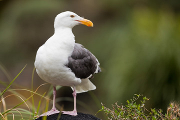 Gulls or seagulls are birds in the family Laridae