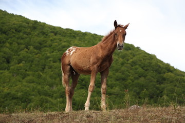 Horses Pasture in Green Field