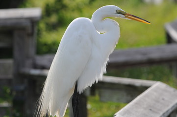 White Heron backlit
