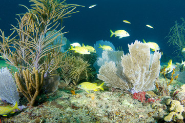 Fototapeta na wymiar Coral Skład Ledge z agregacji ryb