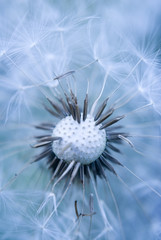 Dandelion abstract blue of background