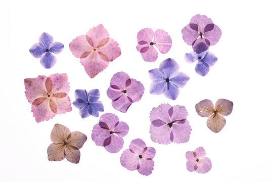 紫陽花の押し花 の画像 146 件の Stock 写真 ベクターおよびビデオ Adobe Stock