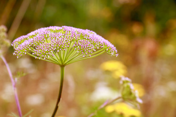 Inflorescence (umbel) of plant from family Umbelliferae