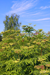 Perennial plants with blue sky and clouds