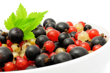 Black, Red And White Currants
