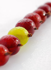 Red and yellow gooseberries in a row