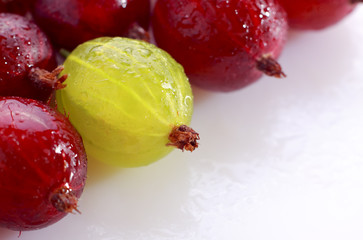 Yellow gooseberry among red gooseberries