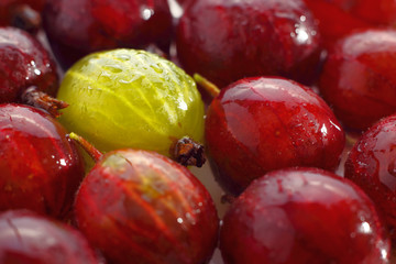 Yellow gooseberry among red gooseberries