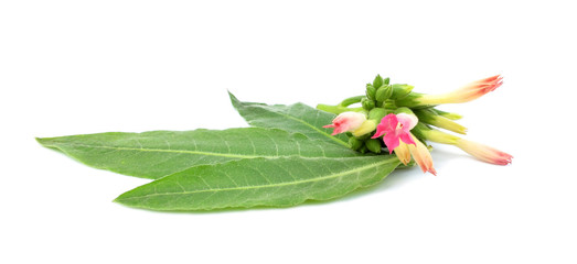Tobacco flower, buds and leaves