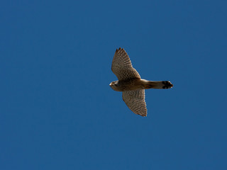 Kestrel familiy