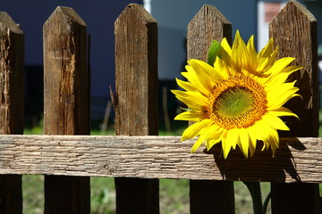 Fototapeta premium sonnenblume