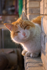 cat