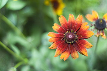 Gartenblume