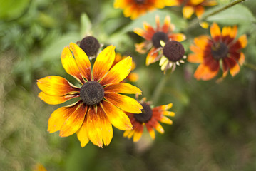 Blumen