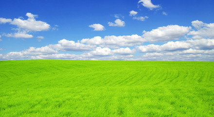 Fototapeta premium field