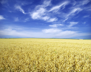 Fototapeta premium wheat field