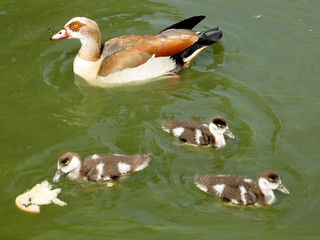 Ramat Gan Park Mother Duck and duckling 2007