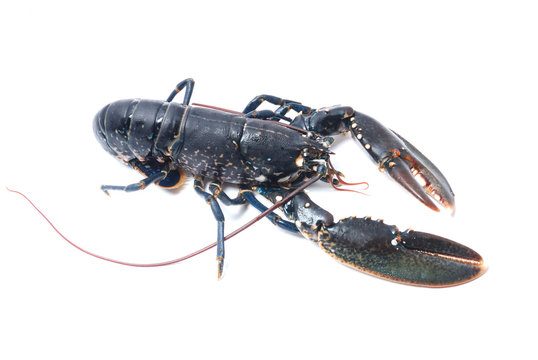 Homard breton