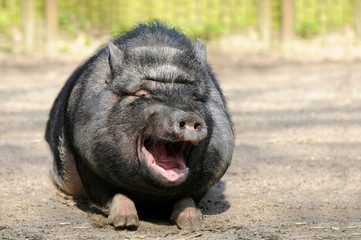 Lachendes Schwein