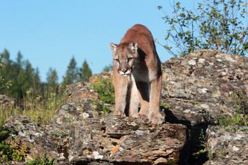 Mountain Lion
