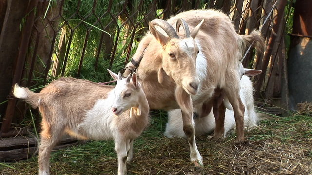 Goat, Capricorn and Kids
