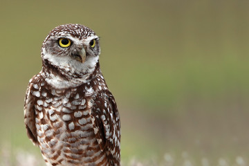 Burrowing Owl
