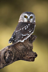 Saw Whet Owl