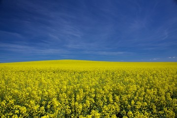 Fototapeta premium Rapeseed field on a sunny day