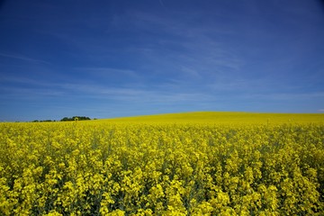 Obraz premium Rapeseed field on a sunny day