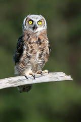 Great Horned Owl