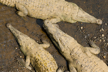 American crocodiles, view from above.