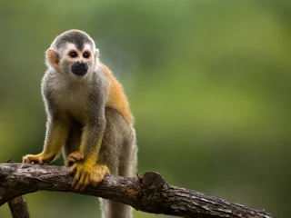 Wall murals Monkey Squirrel monkey in a branch in Costa Rica