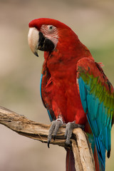 Red Macaw isolated from background