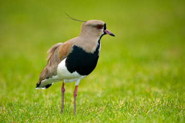 Southern Lapwing isolated on green