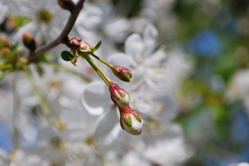 White cherry flowers detail