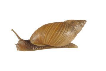 Snail isolated on white background