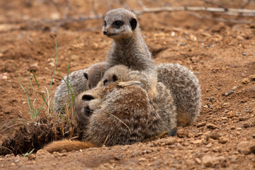 Meerkat Family