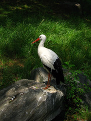 Beautiful Stork