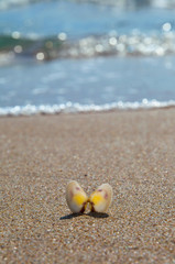 Shell in the sand