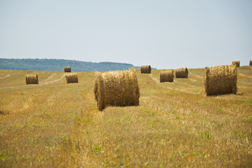 Straw bales on farmland