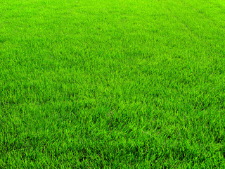 Plakat Background of a playing field