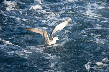 gull
