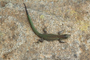 formentera lizard Podarcis pityusensis formenterae