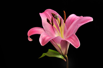 Lilium rosáceo.